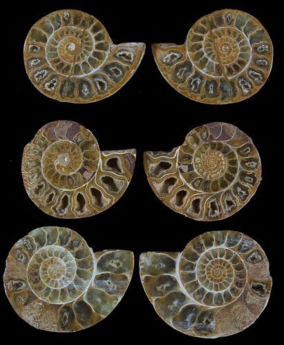Bulk: Jurassic Cut/Polished Ammonites - Pack #52819